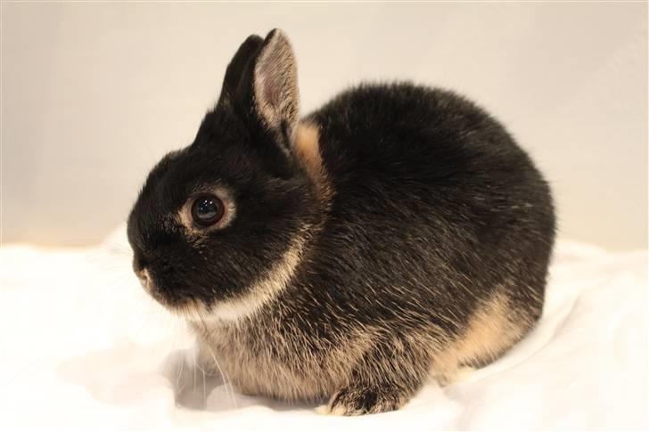 Kanin Rover "Hermelin" billede 3