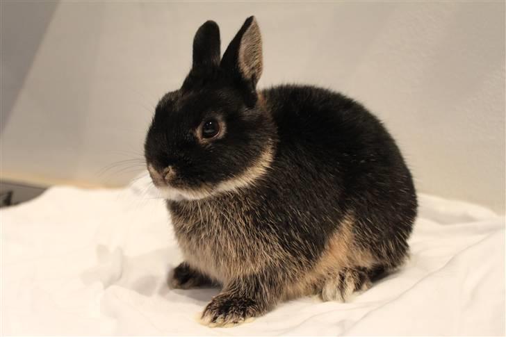 Kanin Rover "Hermelin" billede 4