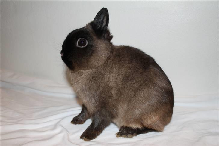 Kanin Solen´s Kalle Stropp RIP billede 1