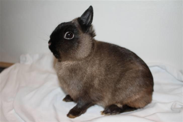 Kanin Solen´s Kalle Stropp RIP billede 2