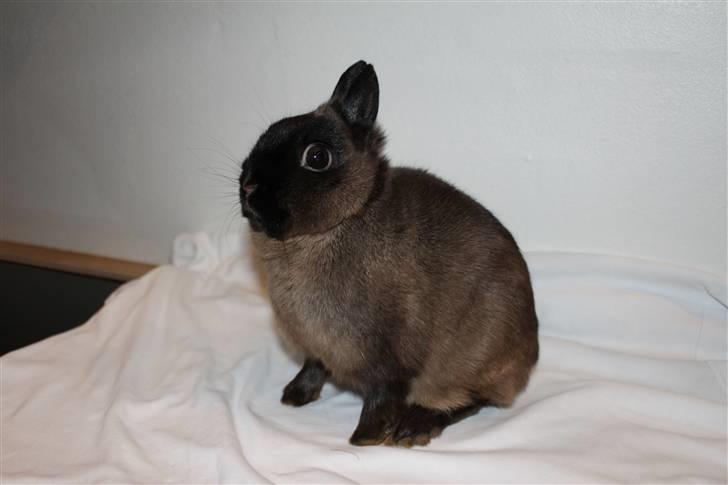 Kanin Solen´s Kalle Stropp RIP billede 3