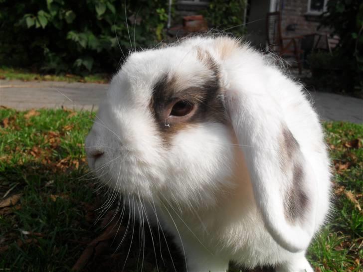 Kanin Sortsky aka Bassemand! :D billede 14