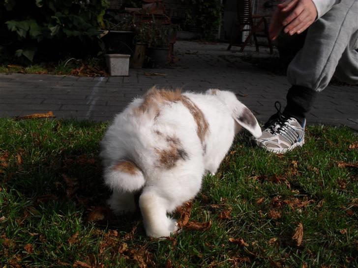 Kanin Sortsky aka Bassemand! :D billede 15