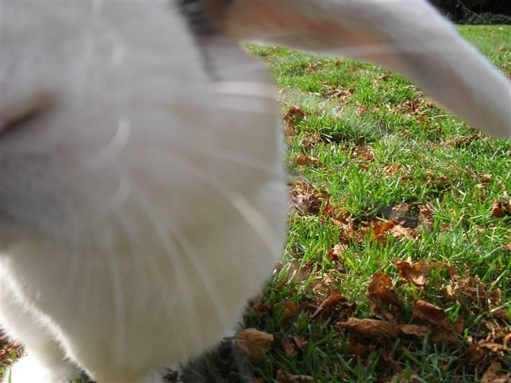 Kanin Sortsky aka Bassemand! :D billede 16