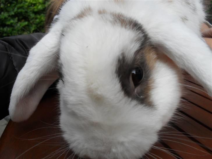 Kanin Sortsky aka Bassemand! :D billede 17