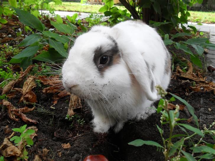 Kanin Sortsky aka Bassemand! :D billede 18