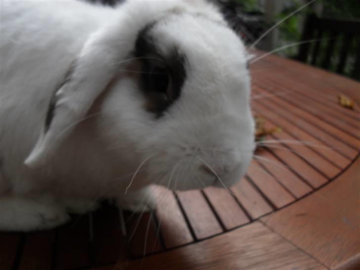 Kanin Sortsky aka Bassemand! :D billede 19