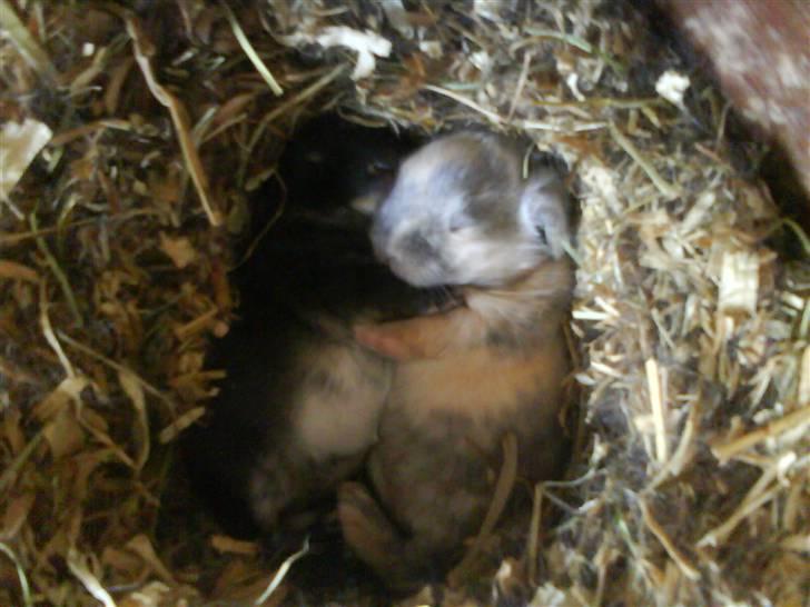 Kanin Dorthé - Bette baby Dorhé :-D billede 7