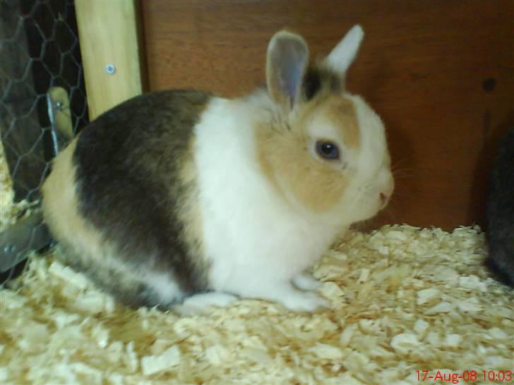 Kanin Ninka billede 5