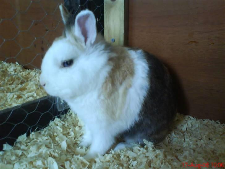 Kanin Ninka billede 6