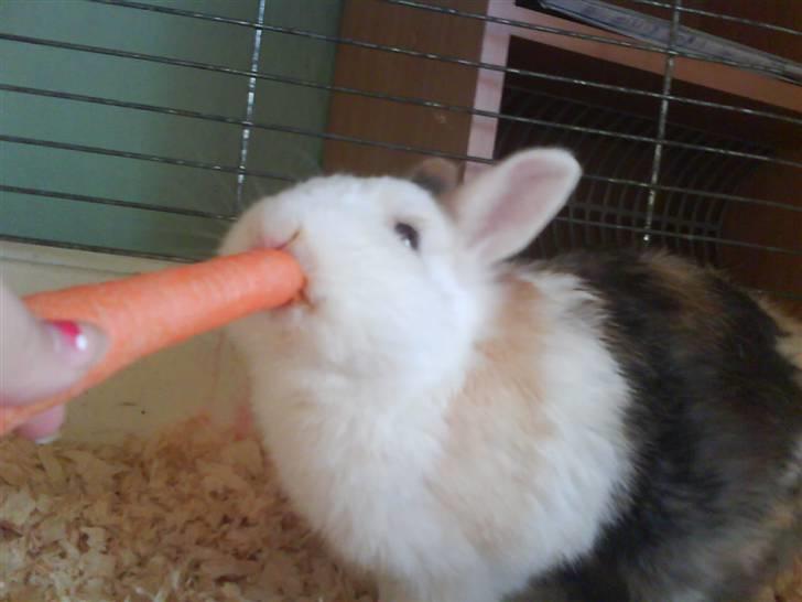 Kanin Ninka - Da han var syg, og han boede inde hos mig :-) billede 7