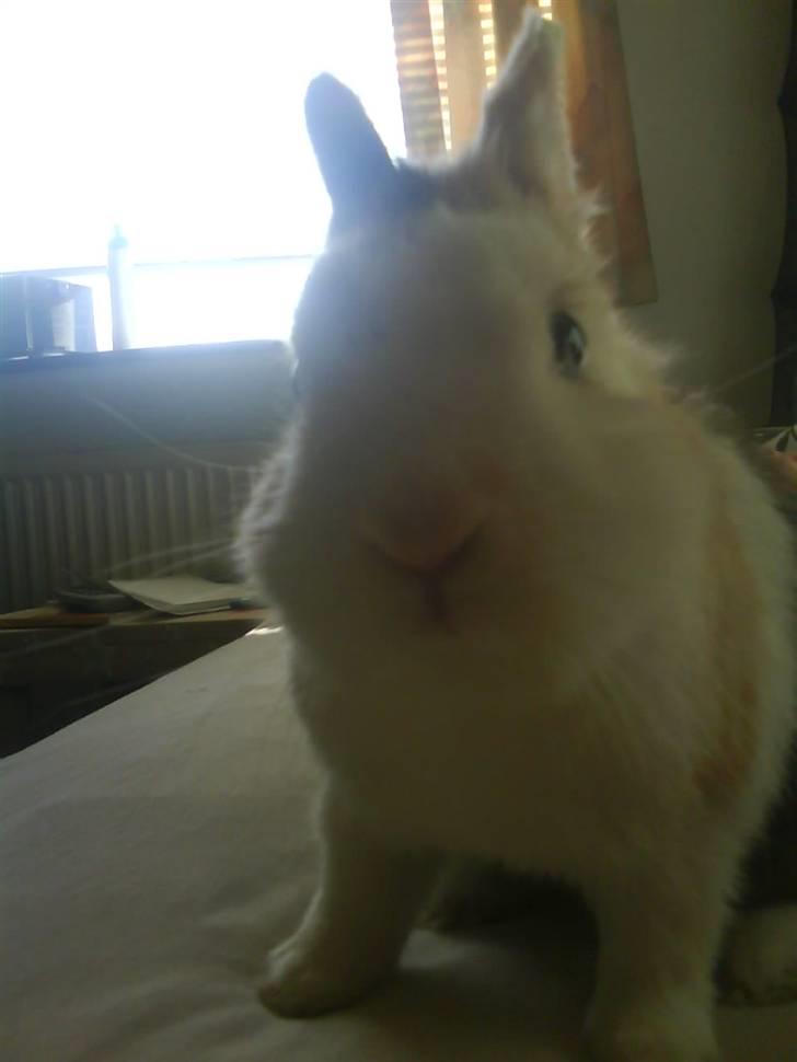 Kanin Ninka billede 8