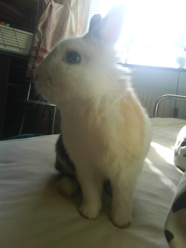 Kanin Ninka billede 9