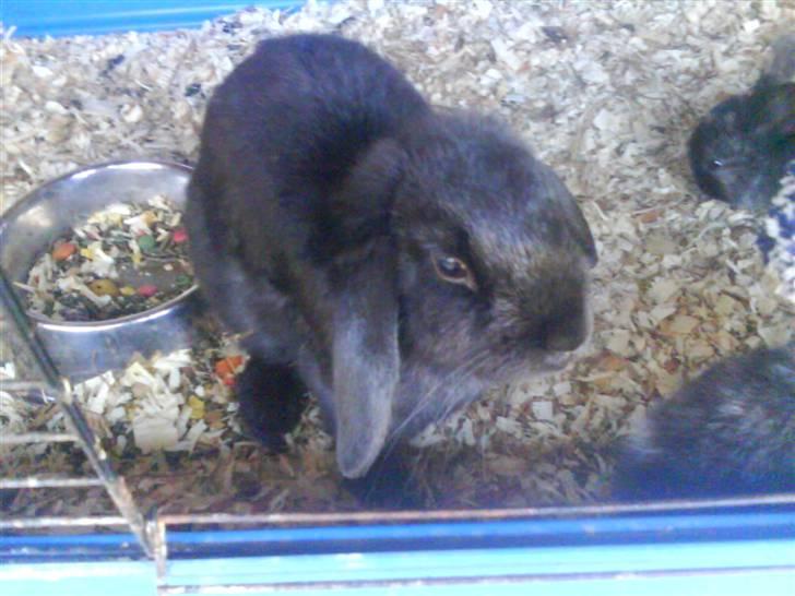 Kanin Pearl billede 9