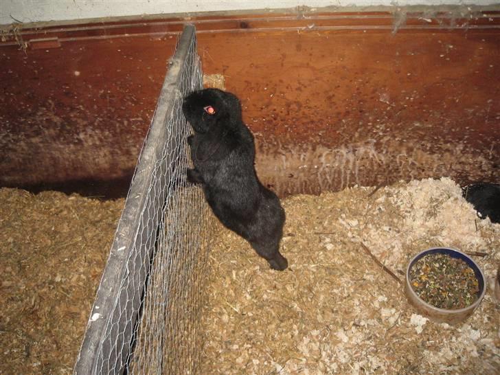 Kanin Pearl billede 10