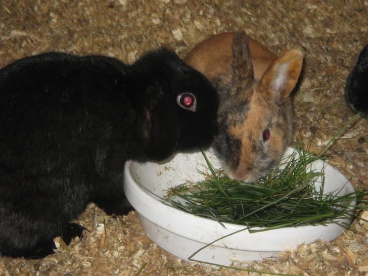 Kanin Pearl - Pearl og Snuske :-) billede 11