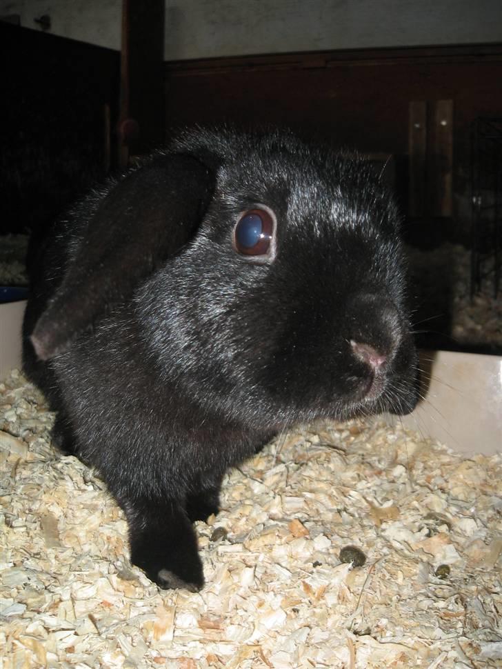 Kanin Pearl billede 12