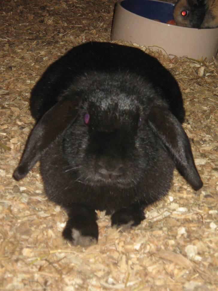 Kanin Pearl billede 13