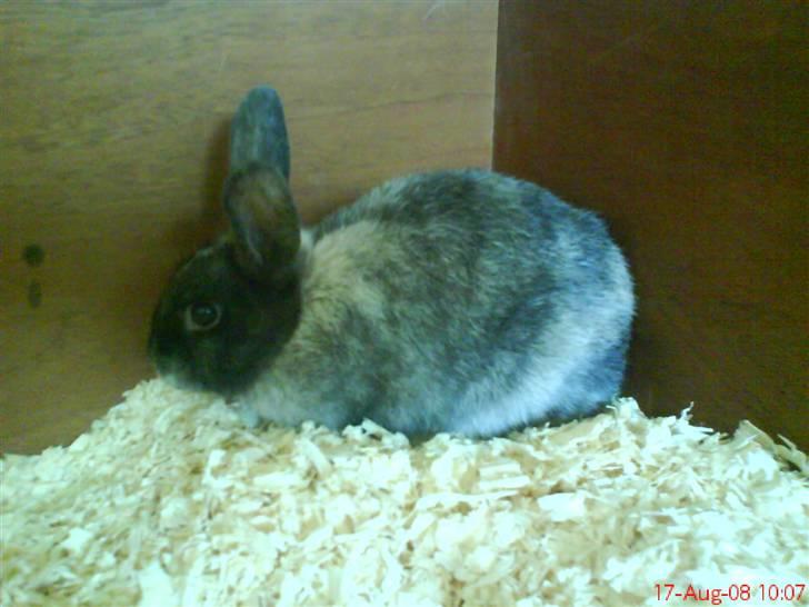 Kanin Silver billede 7