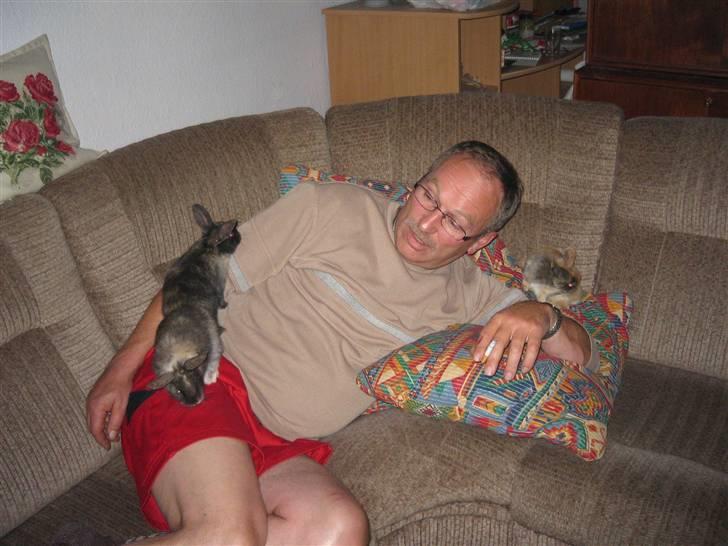 Kanin Silver - Silver, og hans to søskende Bambi og Snuske, kravler på min far :-D billede 8