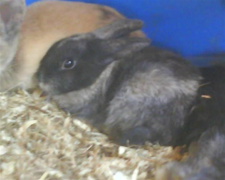 Kanin Silver billede 9