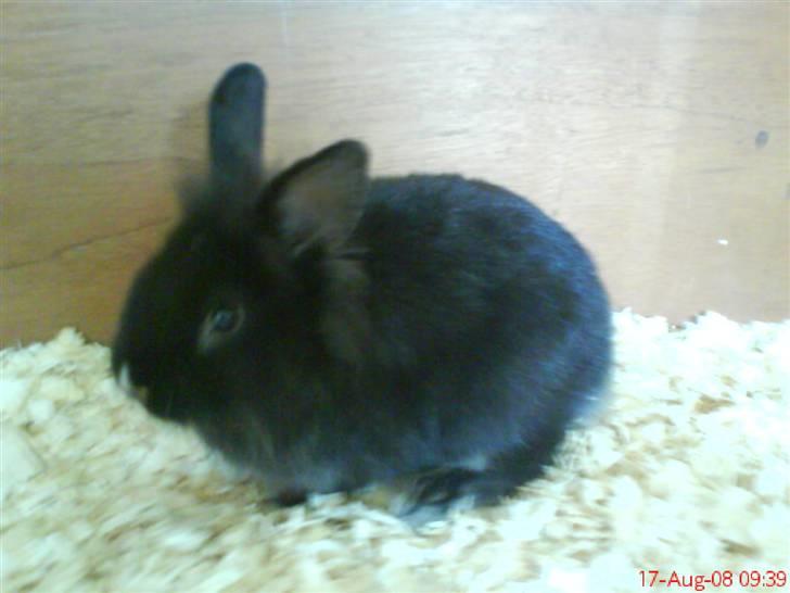 Kanin Snip billede 5