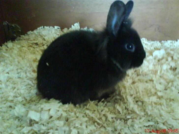 Kanin Snip billede 6