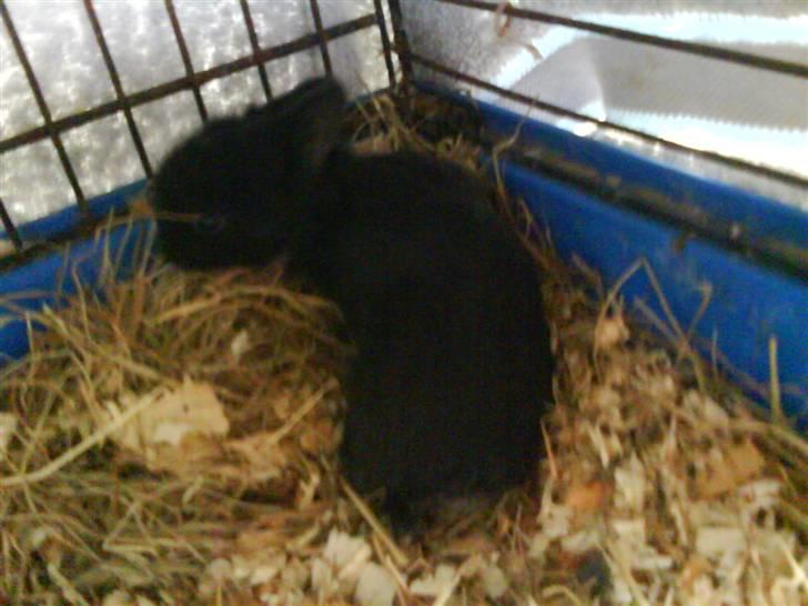 Kanin Snip - Lille baby Snip :-)<3 billede 7
