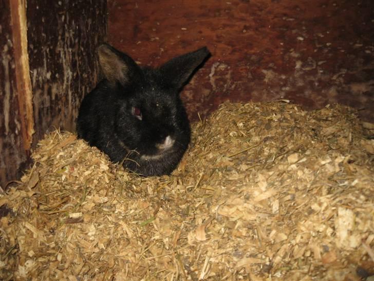 Kanin Snip billede 8