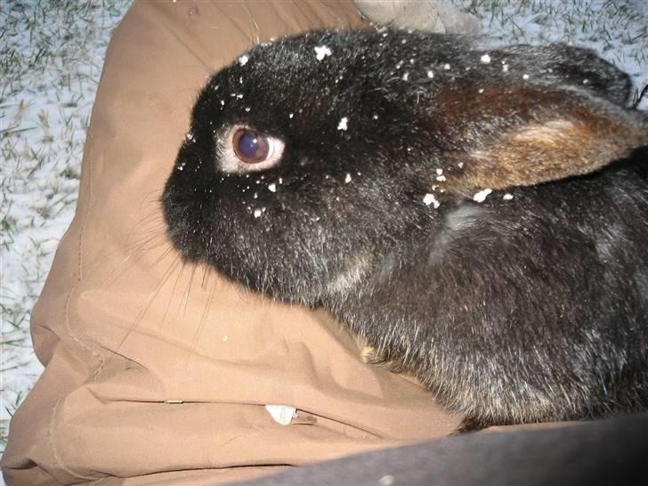 Kanin Snip billede 9