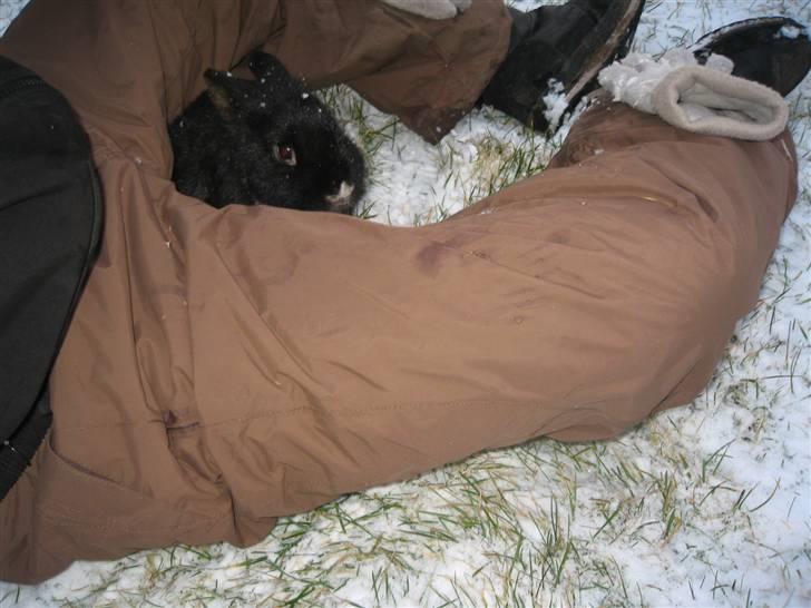 Kanin Snip billede 10