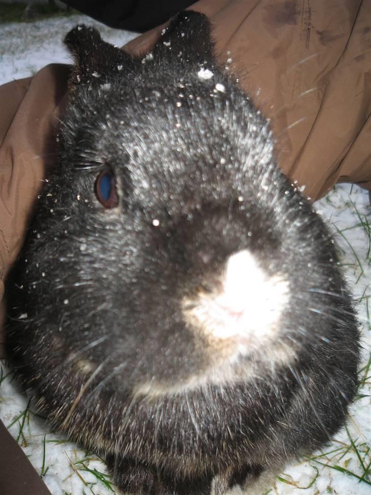 Kanin Snip billede 11