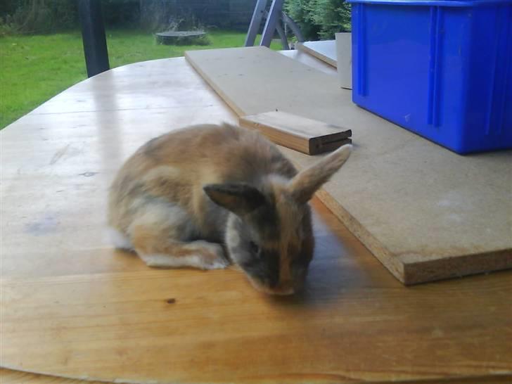 Kanin Snuske - Som unge :-D<3 billede 7