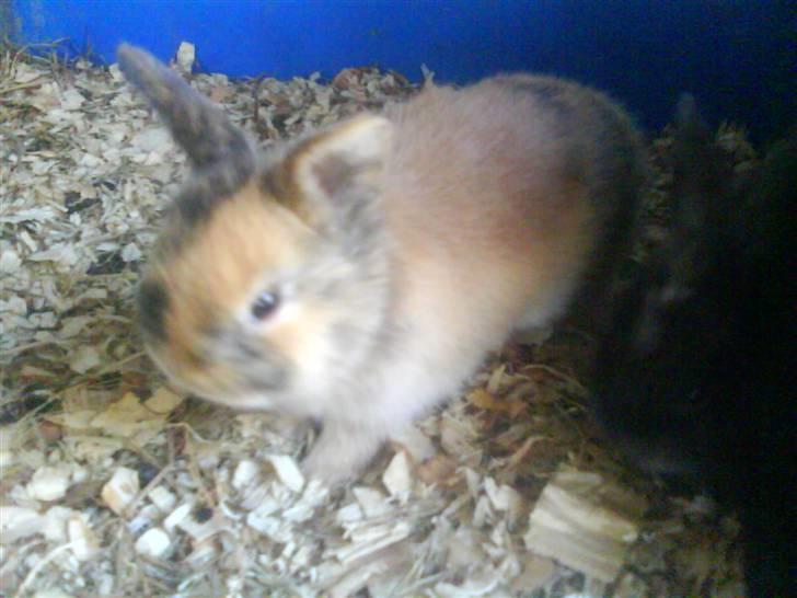 Kanin Snuske billede 8