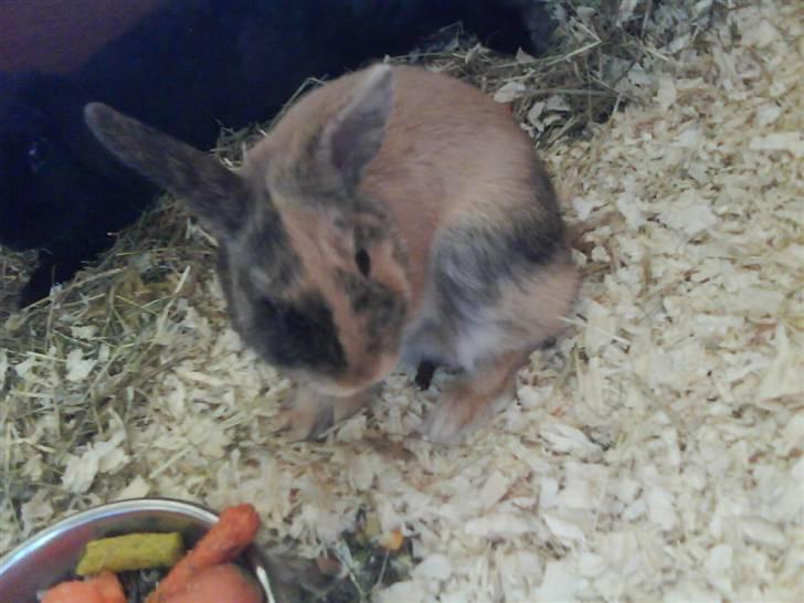 Kanin Snuske billede 9