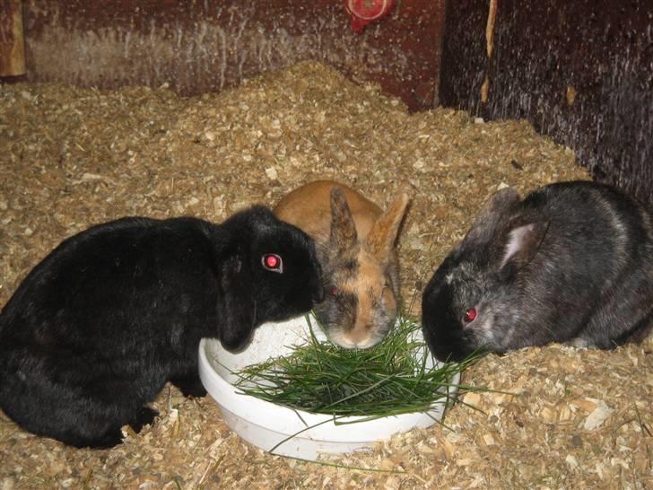 Kanin Snuske - Snuske med sin mor Pearl, og sin bror Bambi :-) billede 10