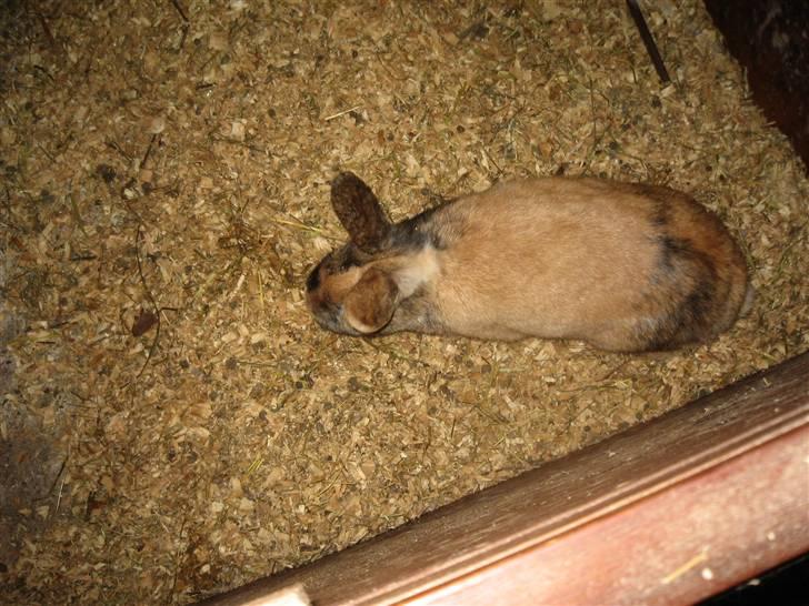 Kanin Snuske billede 11