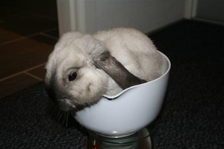 Kanin Donald "Dværgvædder" billede 1