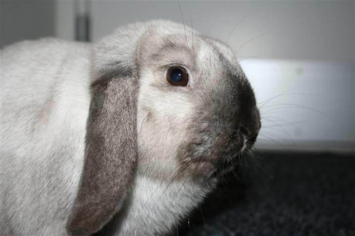 Kanin Donald "Dværgvædder" billede 2