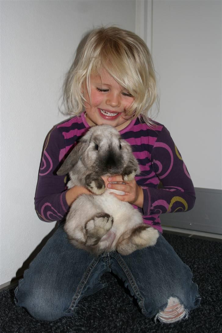 Kanin Donald "Dværgvædder" billede 3