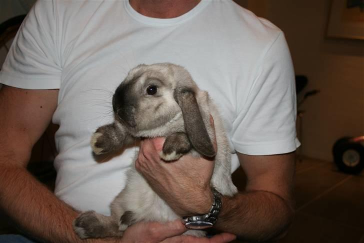 Kanin Donald "Dværgvædder" billede 4