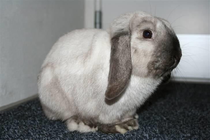 Kanin Donald "Dværgvædder" billede 5