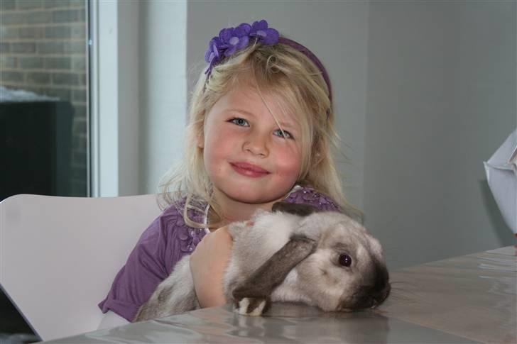 Kanin Donald "Dværgvædder" billede 6