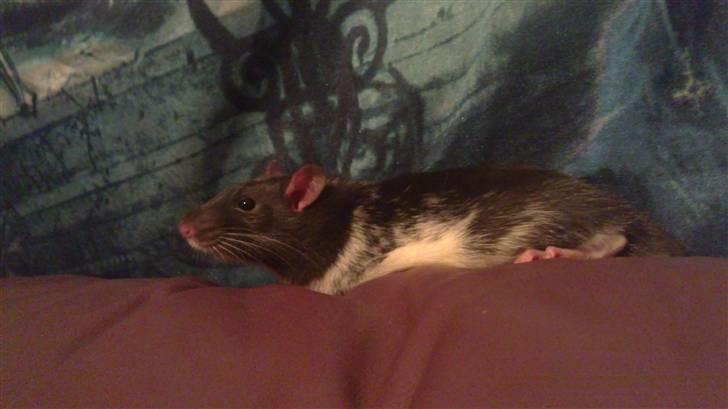 Tamrotte tim billede 1