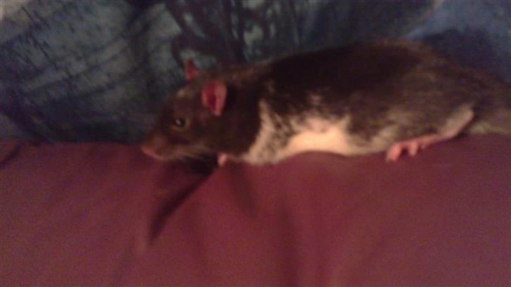 Tamrotte tim billede 2