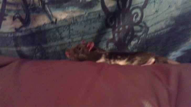 Tamrotte tim billede 3