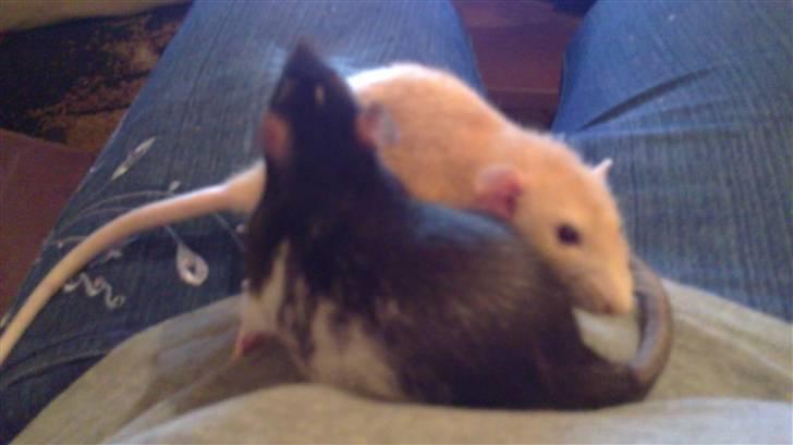 Tamrotte tim billede 4