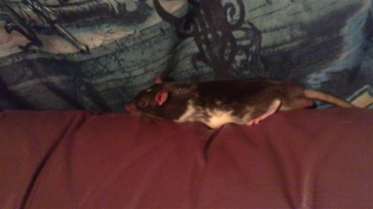 Tamrotte tim billede 5