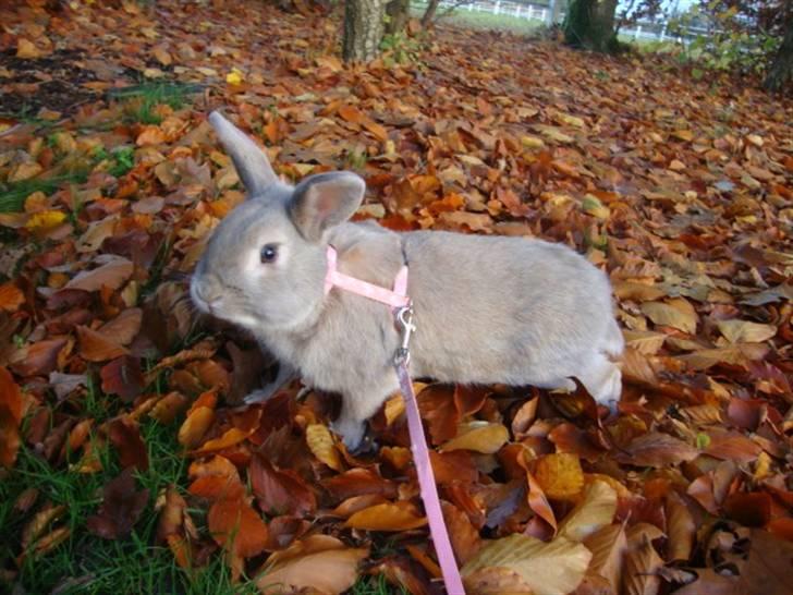 Kanin Brownie <Funny Bunny> <3 - NYT brownie i blade-land ;) billede 16