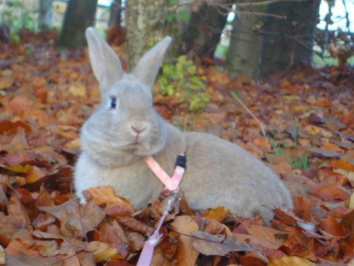 Kanin Brownie <Funny Bunny> <3 - NYT efterår :)  billede 17